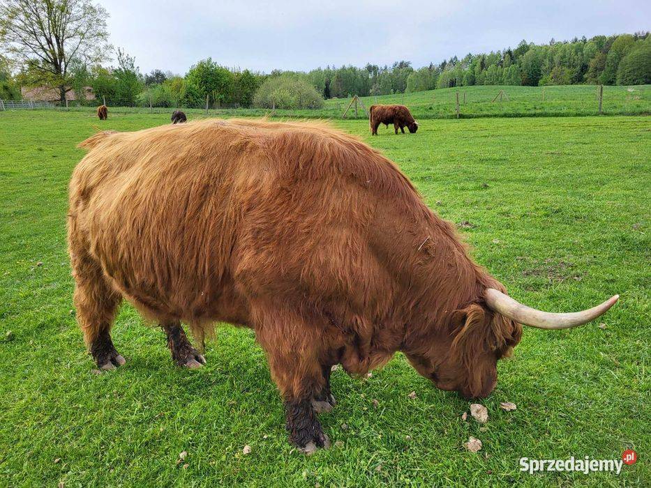 100 Rasowy buhaj byk rozpłodowy highland bydło Bydło zachodniopomorskie