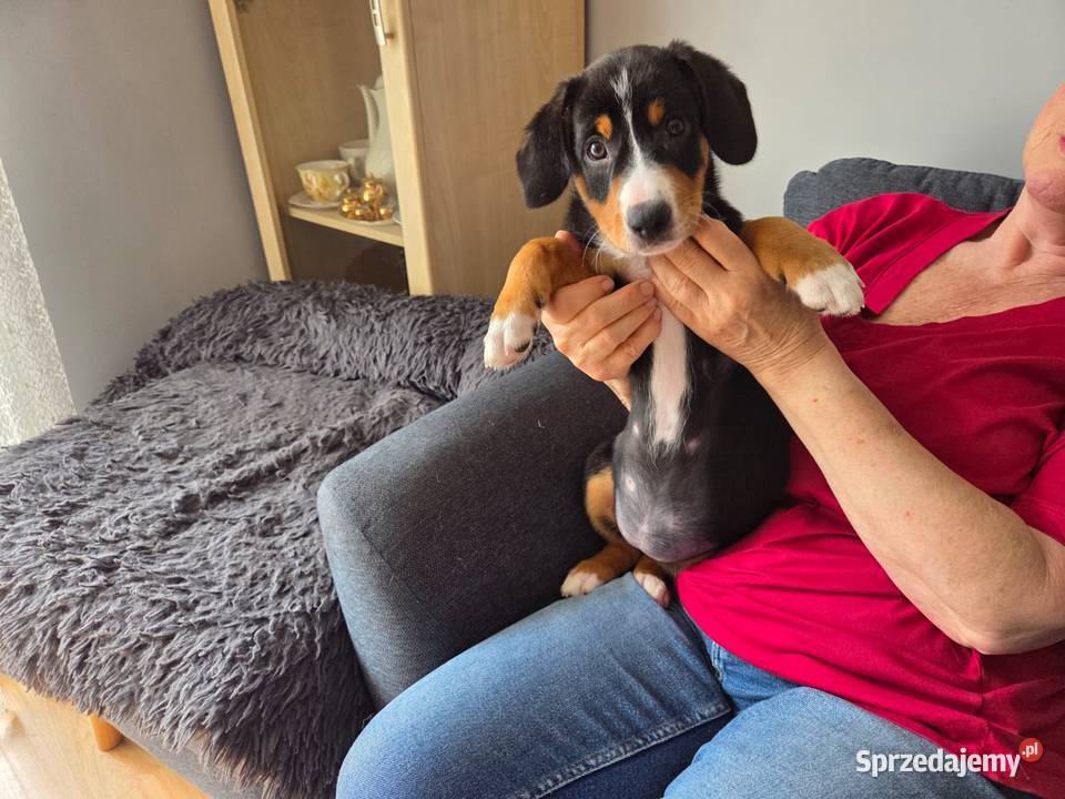Entlebucher szczeniaczek 25 miesięczna suczka łódzkie Łódź