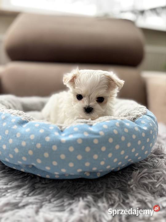 Maltańczyk piękna sunia z rodowodem Maltańczyk Rybnik