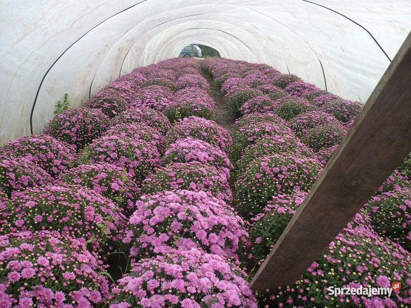 Chryzantemy Doniczkowe Drobnokwiatowe Kraków Niepołomice