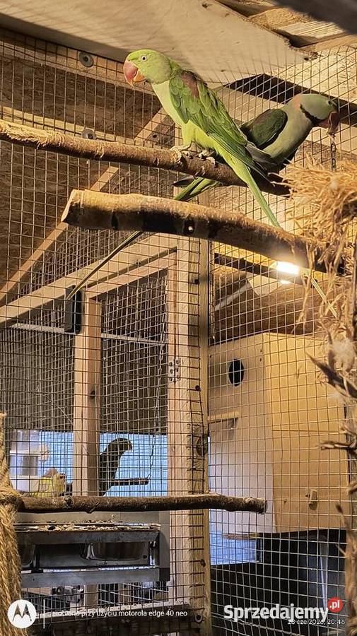 Aleksandretty Wielkie para śląskie Siemianowice Śląskie