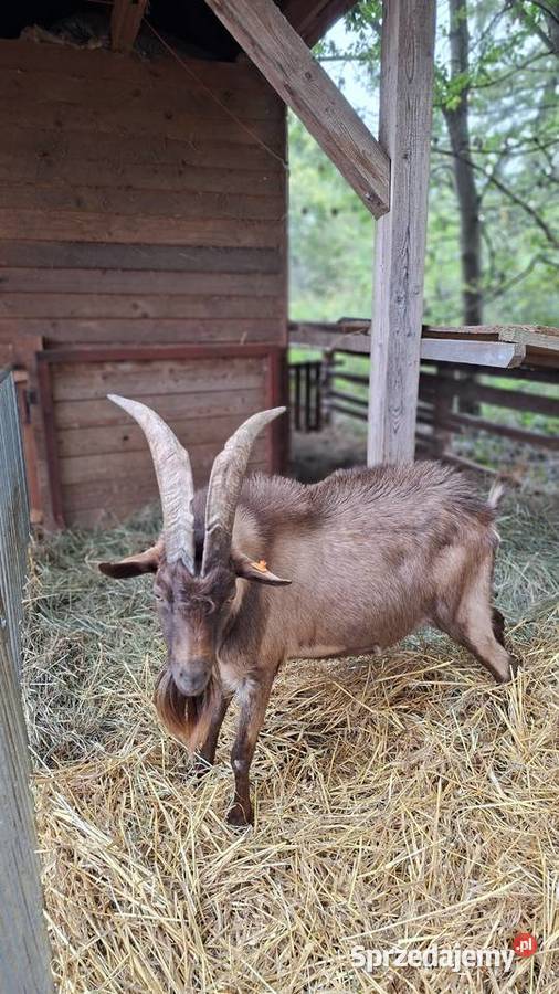 Kozioł Cap Alpejski Strzelin