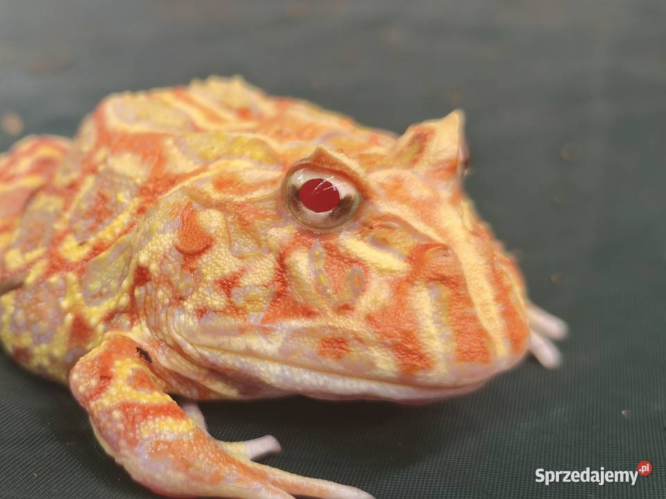żaba rogata strawberry roczny osobnik dolnośląskie Wałbrzych sprzedam