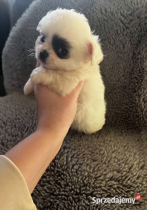 Długowłosy piesek Chihuahua Championie gotowy do mazowieckie Skrzeszew