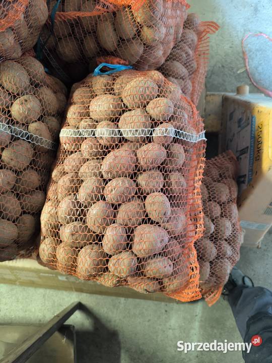 Ziemniaki czerwone sadzeniak Bobrowa sprzedam