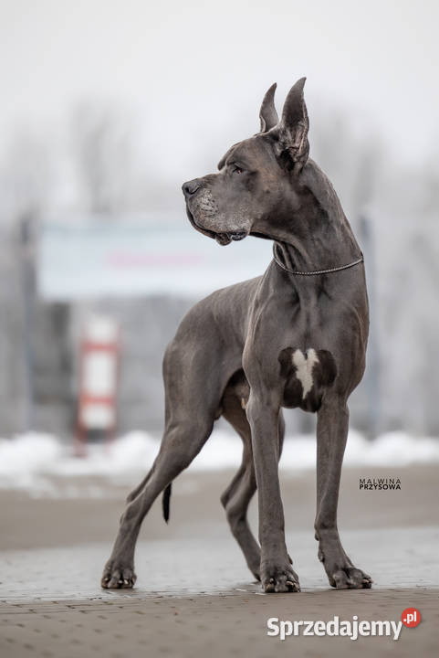 dog niemiecki szczenięta Dąbrowa Górnicza sprzedam