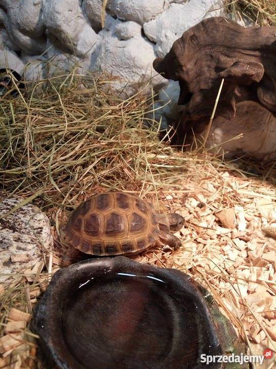 Żółw Stepowy akwarium całe wyposażenie Ostrowiec Świętokrzyski