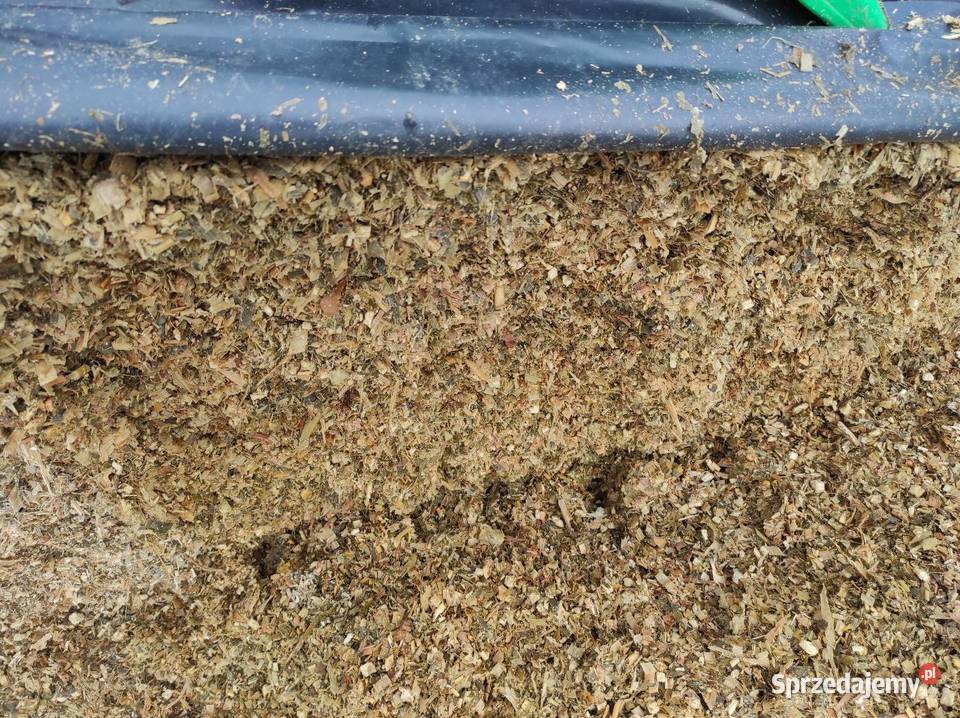 Kiszonka z kukurydzy Wawrowice