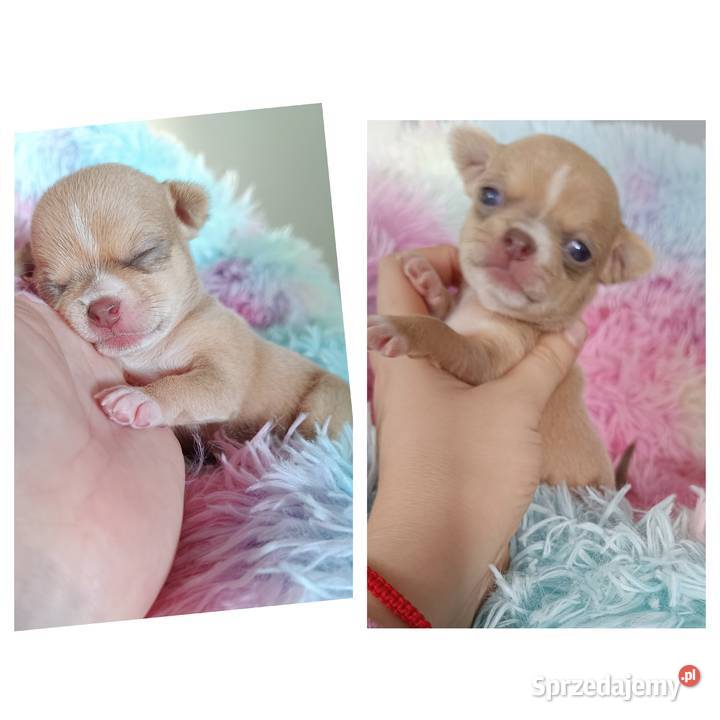 Suczka Chihuahua krótkowłosa liliowa rodowód Zwierzęta Bełchatów