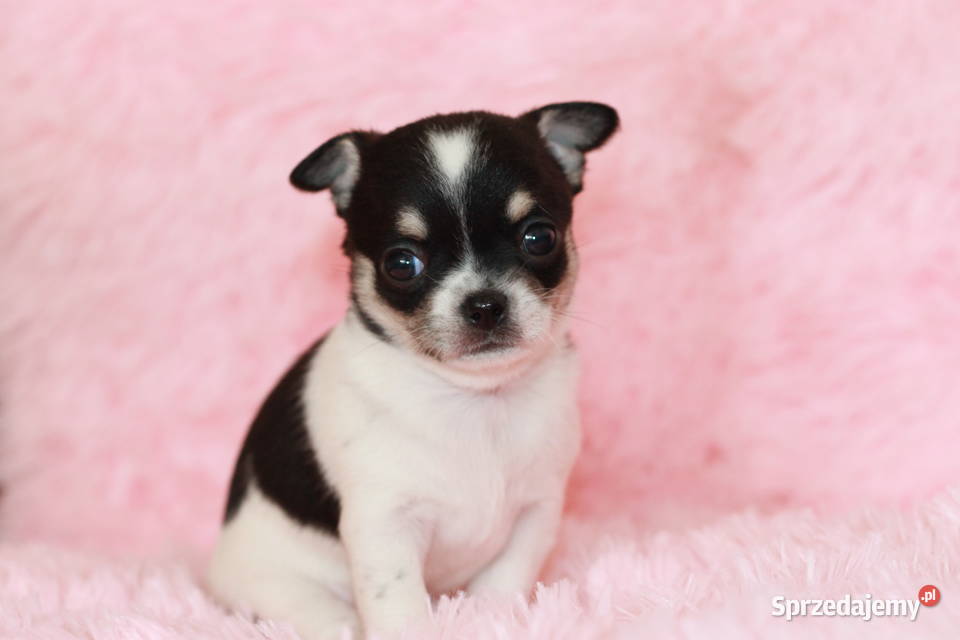 Chihuahua suczka ZKwP FCI Świnoujście