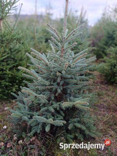 Choinki hurt dolnośląskie Legnica