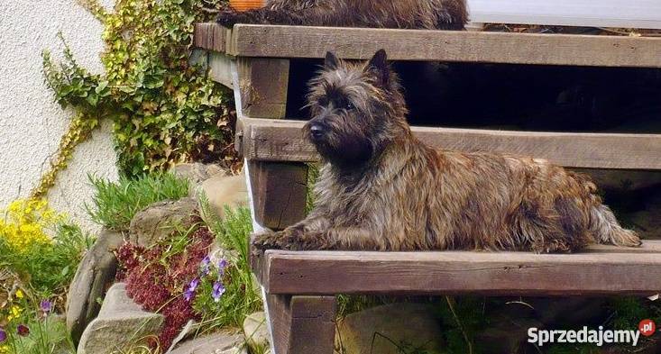 CAIRN TERRIER rodowodowe szczenięta Championach Kraków