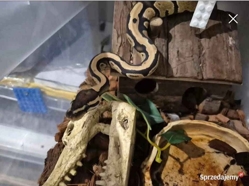 Waz królewski FIRE HET PIED Zwierzęta Zahajki sprzedam