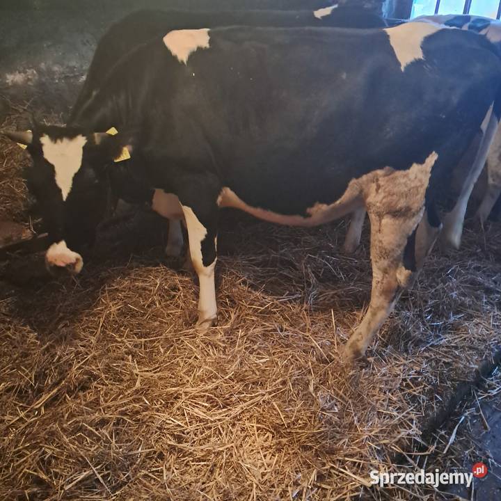 Sprzedam jałówki cielne Pępowo