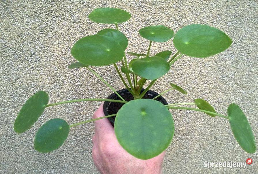 Kwiat doniczkowy pieniążek pilea na prezent i Pszczyna