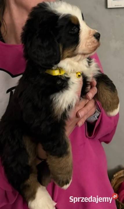 Berneński pies pasterski mazowieckie sprzedam