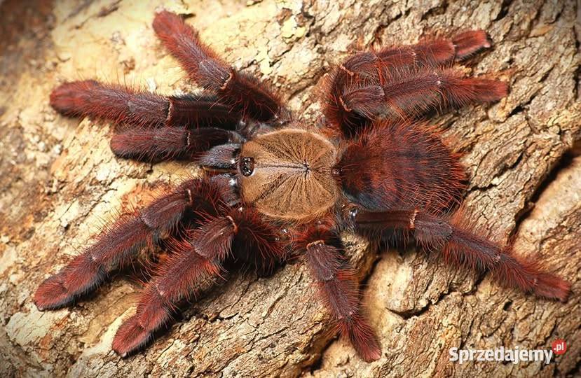 Rzadkie ptaszniki Kraków