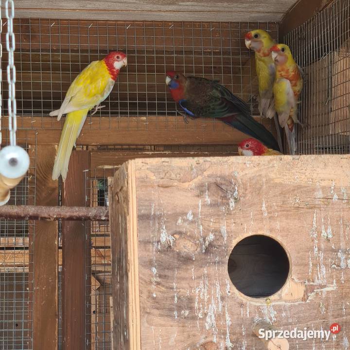 Rozelle królewskie wielkopolskie Szymanowice sprzedam