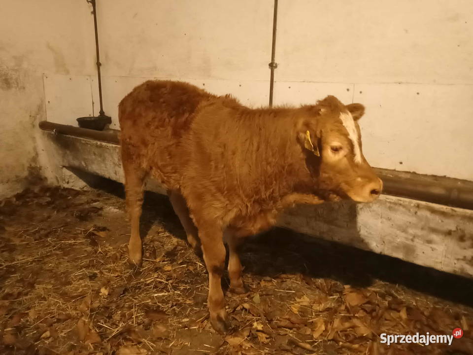 Sprzedam cielisie Stary Sącz