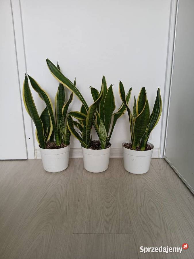 Sansewieria Futura Superba Sansevieria 57 Zielone Częstochowa sprzedam
