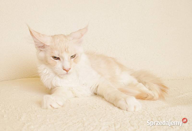 Przepiękny kocurek Maine Coon GOTOWY DO ODBIORU