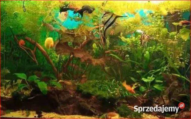 Roślinki z przycinki Rogatek zwartka itd Spora łódzkie Łódź