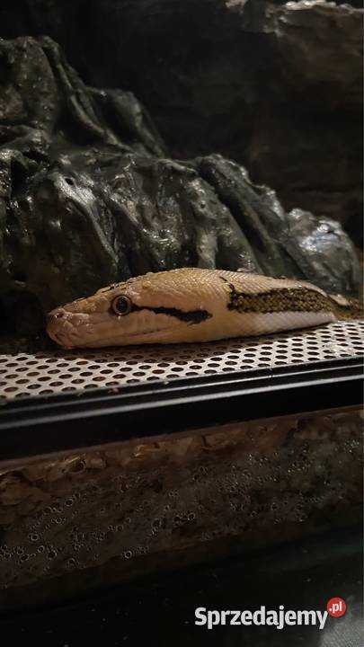 Pyton siatkowy Jędrzejów