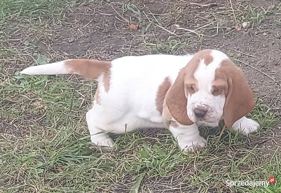 Basset hound szczenięta z renomowanej hodowli Batorowo