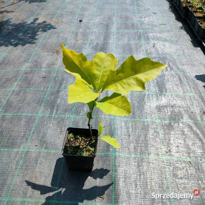 Wyprzedaż dużych roślin klon brzoza lipa grab