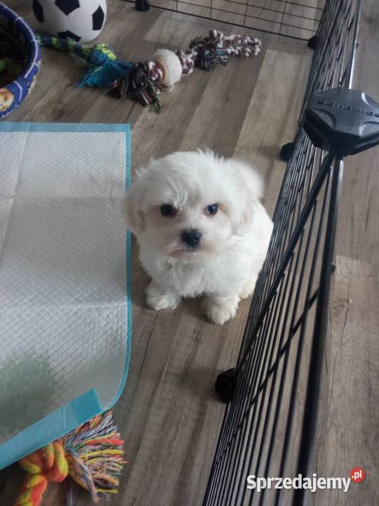 Maltańczyk suczka mini