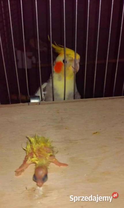 Samiec nimfy młody Grudziądz