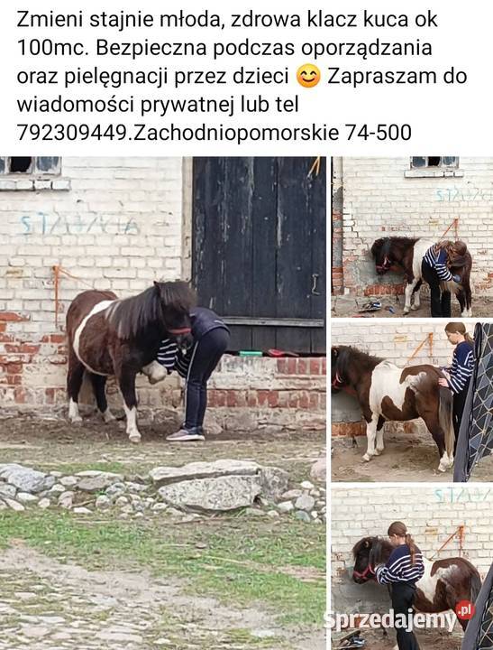 Cudowna Kucynka bezpieczna dzieci Grzybno