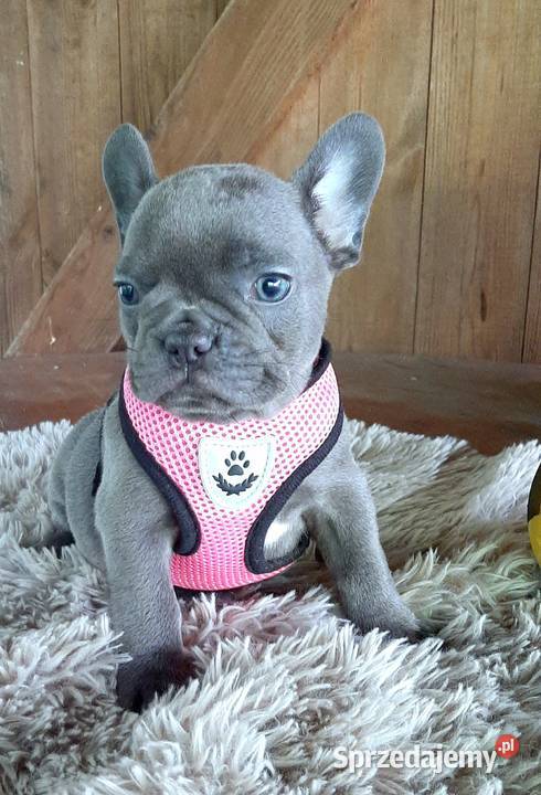 Buldog francuski suczka