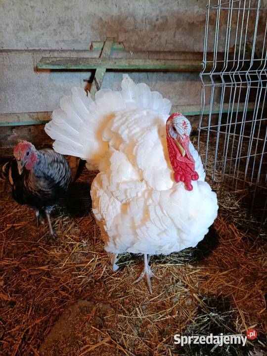 Indyki Ptaki Młynek sprzedam