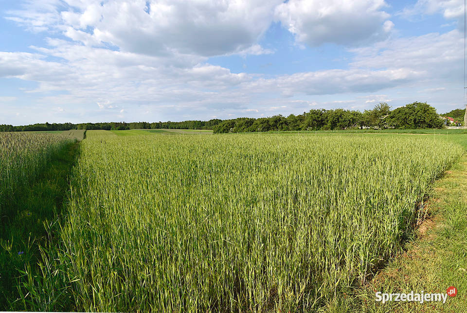 Sprzedam działkę rolnobudowlaną sprzedam