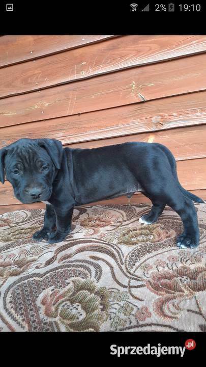 Szczeniaki PITBULL mazowieckie