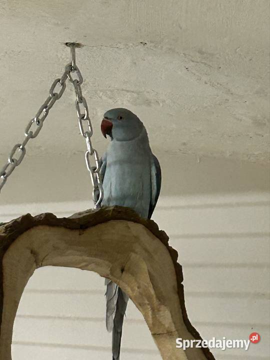 Aleksandretta Obrożna