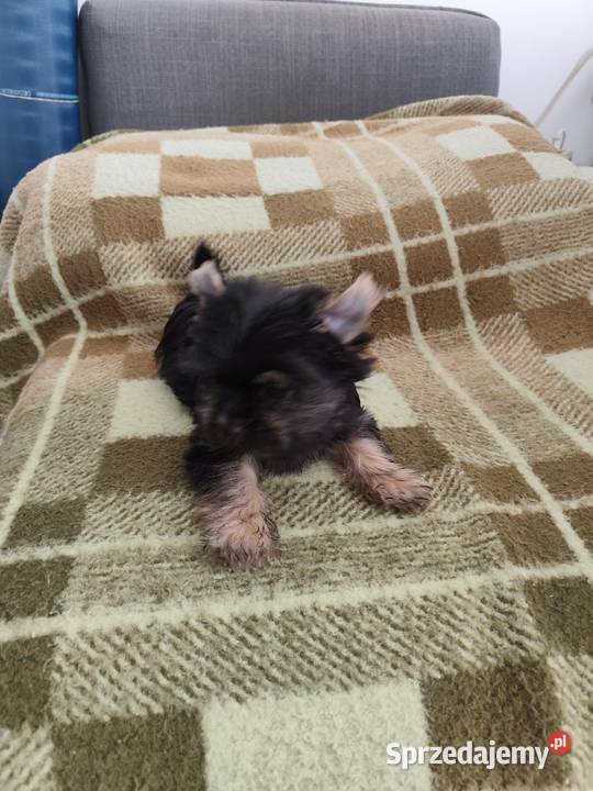 York terrier Chełm