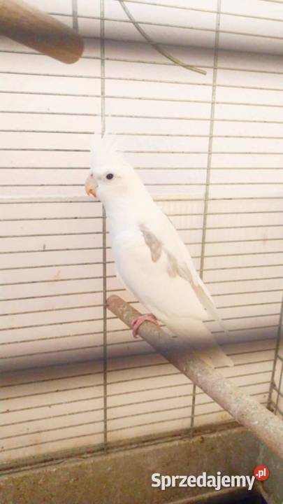 Papuga nimfa i barabanda Ptaki kujawsko-pomorskie Grudziądz