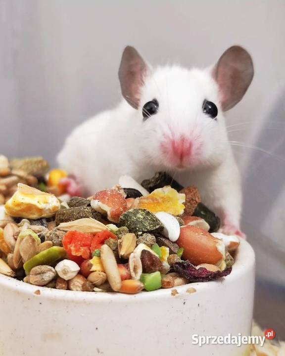 Mastomys mastomysz mysz Warszawa