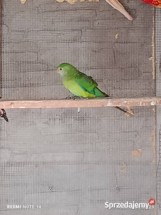 Barabanda samczyk mazowieckie Pruszynek