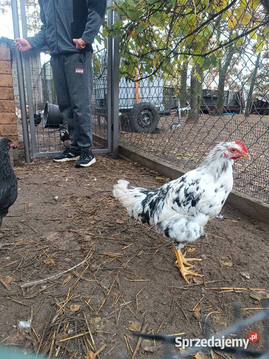 Koguty Drób i ptactwo Łominy