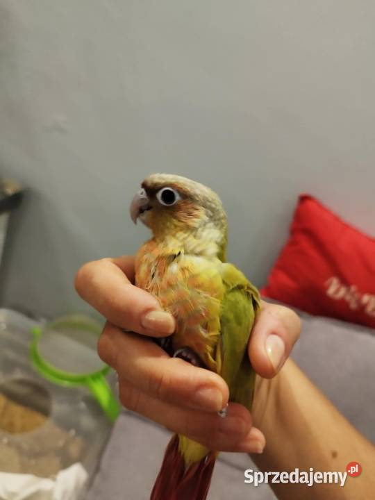 Papugi Rudosterki ręcznie karmione Szczerców