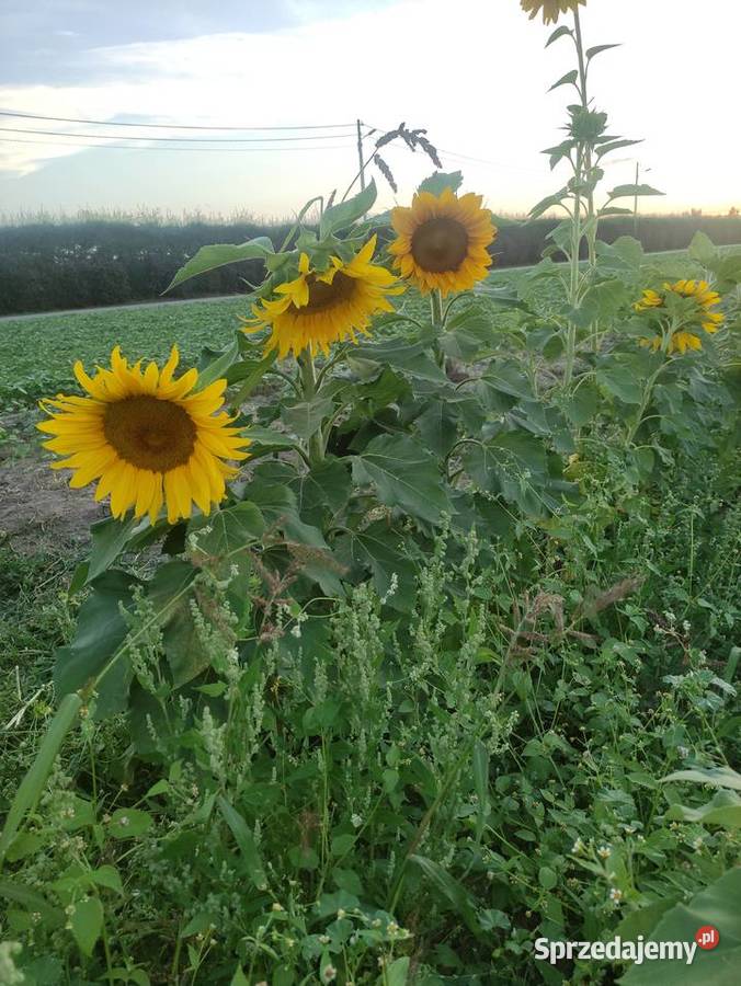 Słonecznik ozdobny Głudna