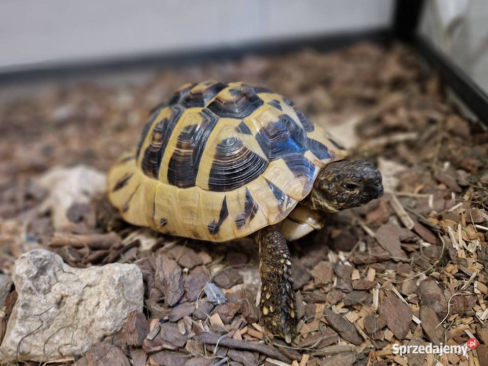 Żółw terrarium grecki testudo hermanni Rydułtowy