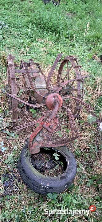 Kopaczka konna Maszewo