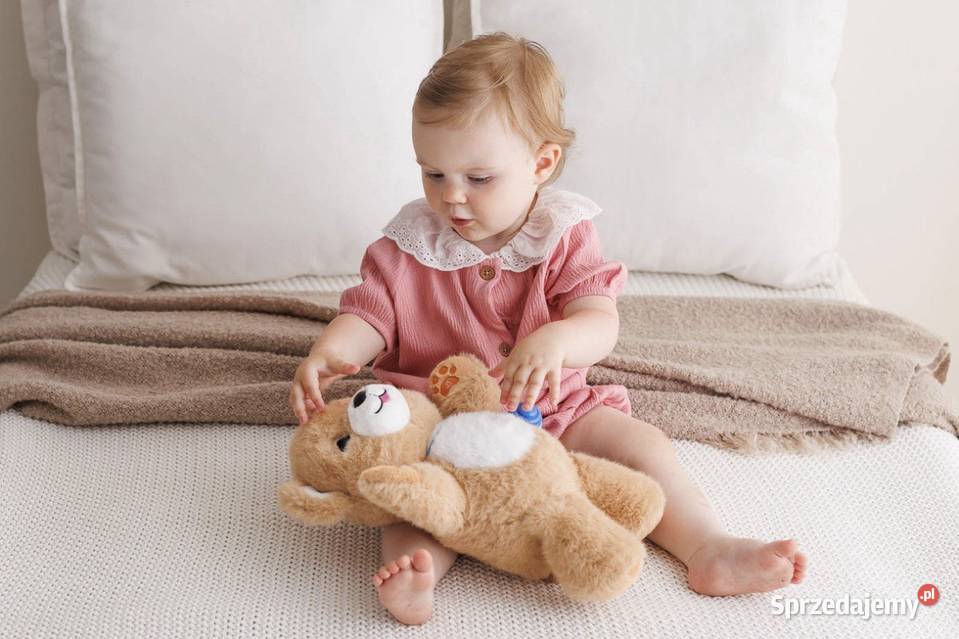 Dumel Discovery niedźwiadek brunatny Toruń
