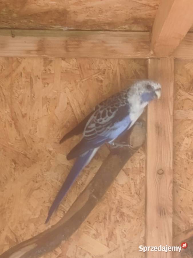 Rozelle królewskie niebieskie Pasturka sprzedam