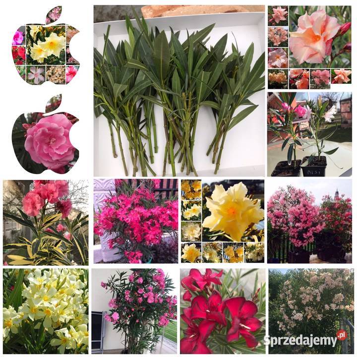 Oleander świeżo ścięte gałązki do ukorzenienia Brzeźnica