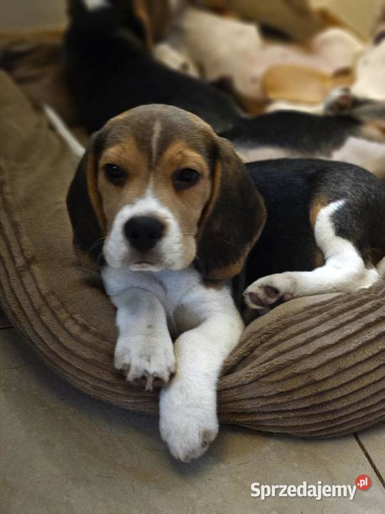 Cudowny Beagielek ZKwP FCI chamiponie mazowieckie Mińsk Mazowiecki
